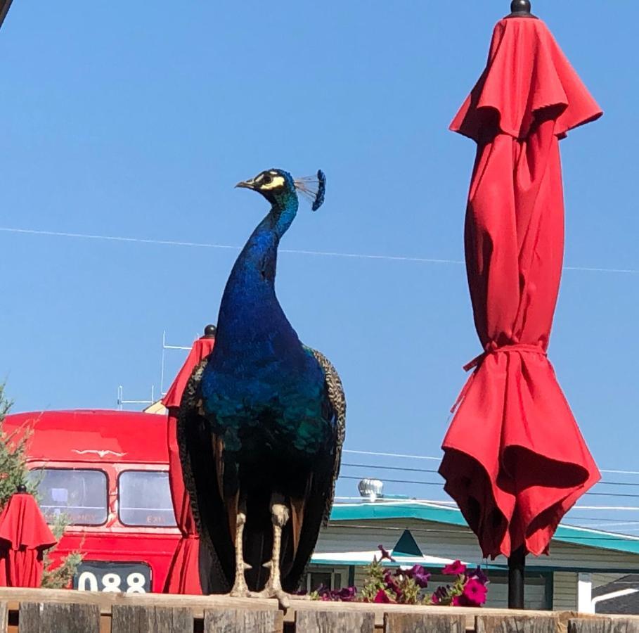 Piccadilly Motel Radium Hot Springs Εξωτερικό φωτογραφία